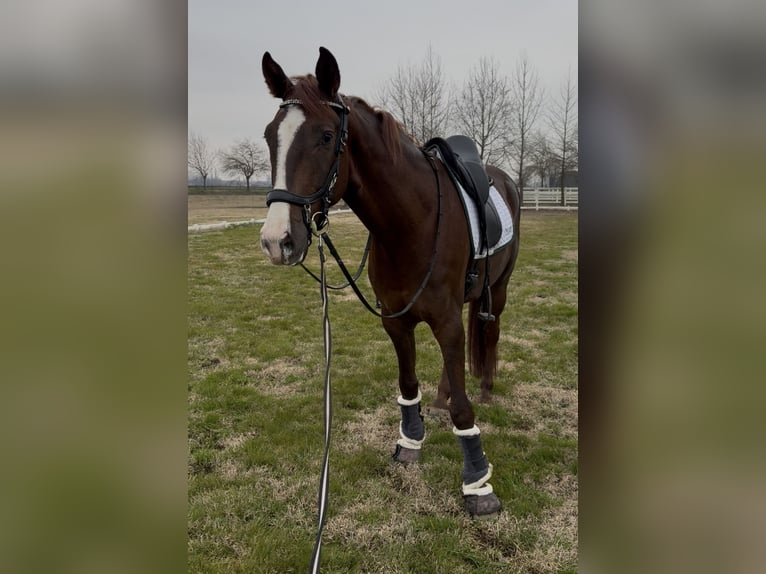 Oldenburgo Caballo castrado 5 años 168 cm Alazán-tostado in Sant’Angelo Lodigiano