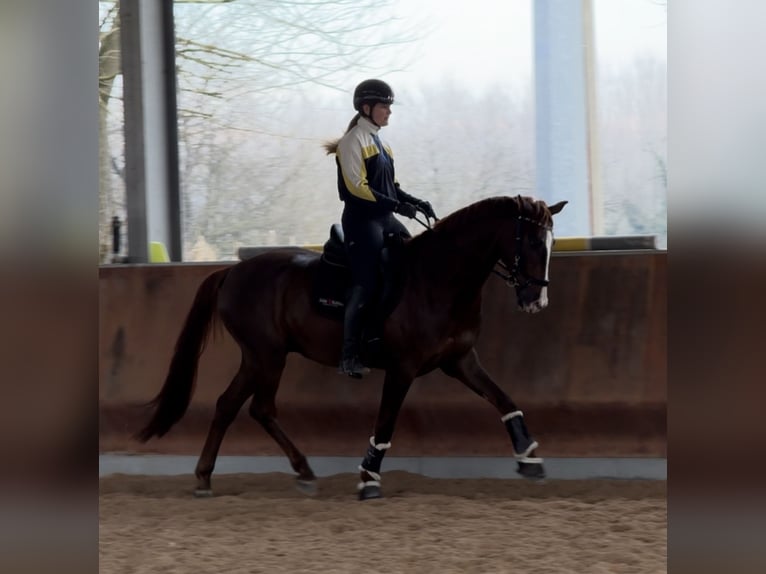 Oldenburgo Caballo castrado 5 años 168 cm Alazán-tostado in Sant’Angelo Lodigiano