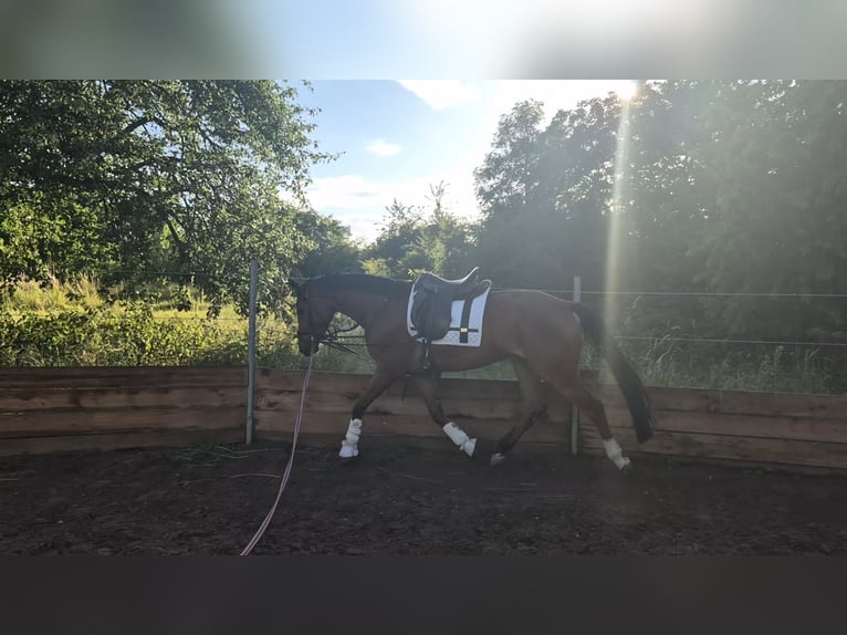Oldenburgo Caballo castrado 5 años 168 cm Castaño in Bruchsal