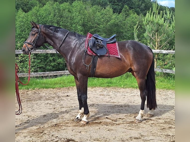 Oldenburgo Caballo castrado 5 años 168 cm Castaño in Neustadt in Sachsen