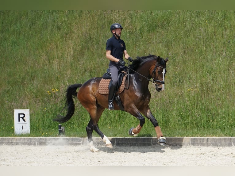 Oldenburgo Caballo castrado 5 años 168 cm Castaño in St.Paul