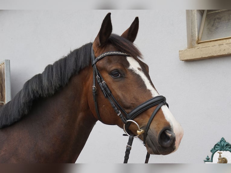 Oldenburgo Caballo castrado 5 años 168 cm Castaño in St.Paul
