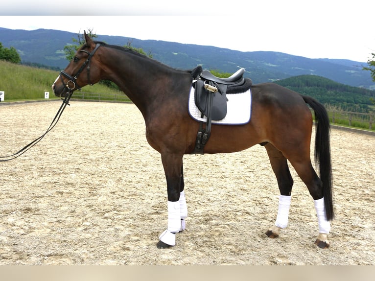 Oldenburgo Caballo castrado 5 años 168 cm Castaño in St.Paul