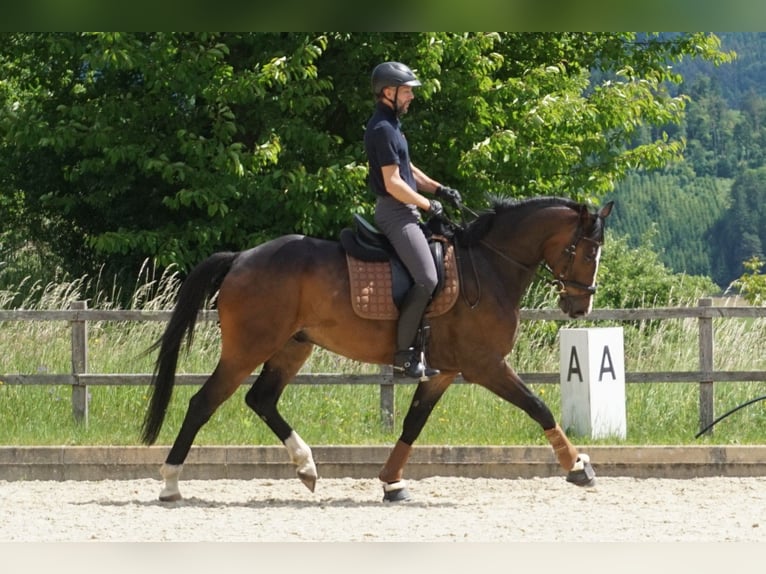 Oldenburgo Caballo castrado 5 años 168 cm Castaño in St.Paul