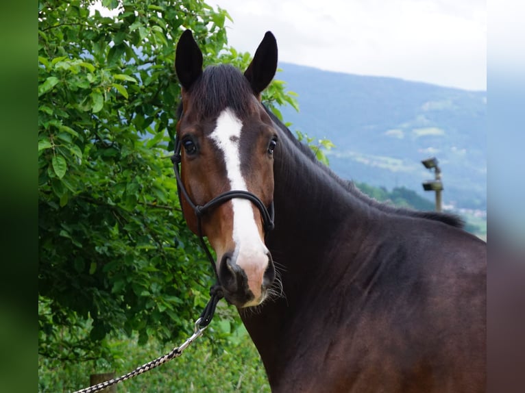 Oldenburgo Caballo castrado 5 años 168 cm Castaño in St.Paul