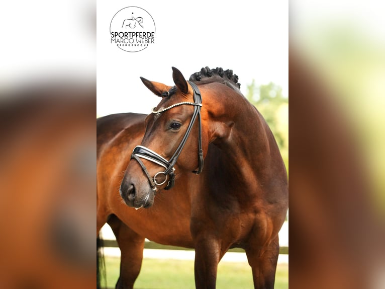 Oldenburgo Caballo castrado 5 años 168 cm Castaño in Visbek