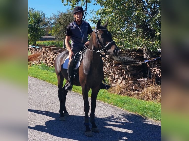 Oldenburgo Caballo castrado 5 años 168 cm Castaño oscuro in Hitzendorf