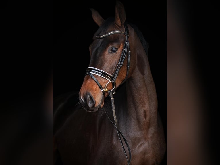 Oldenburgo Caballo castrado 5 años 168 cm Castaño oscuro in Priestewitz