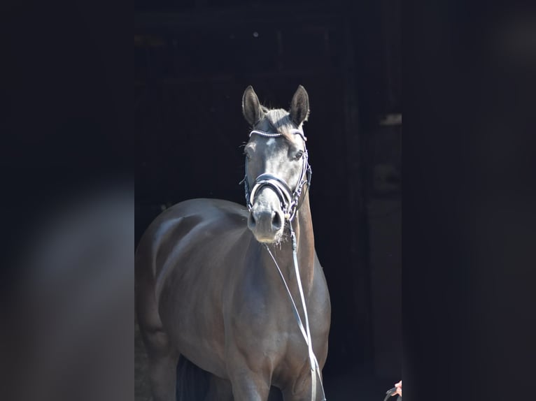 Oldenburgo Caballo castrado 5 años 168 cm Negro in Herbstein