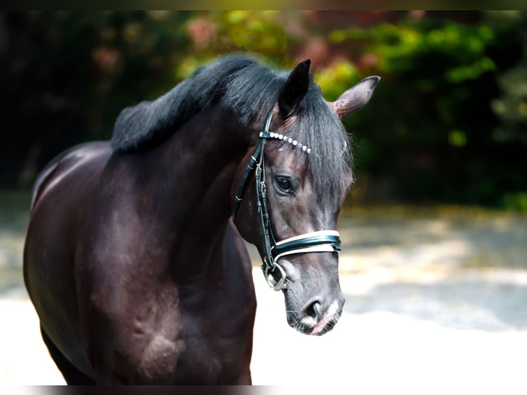 Oldenburgo Caballo castrado 5 años 168 cm Negro in Diepholz