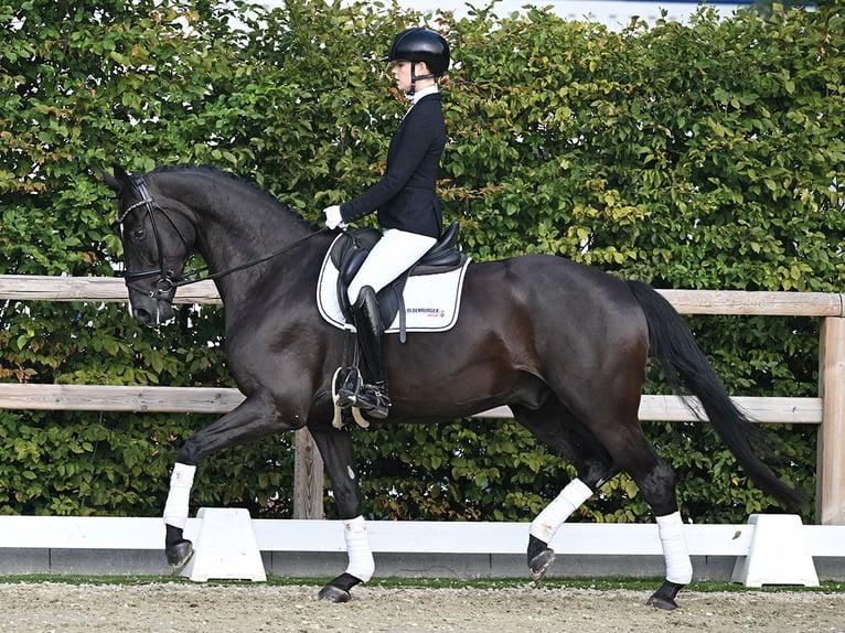 Oldenburgo Caballo castrado 5 años 168 cm Negro in Vechta
