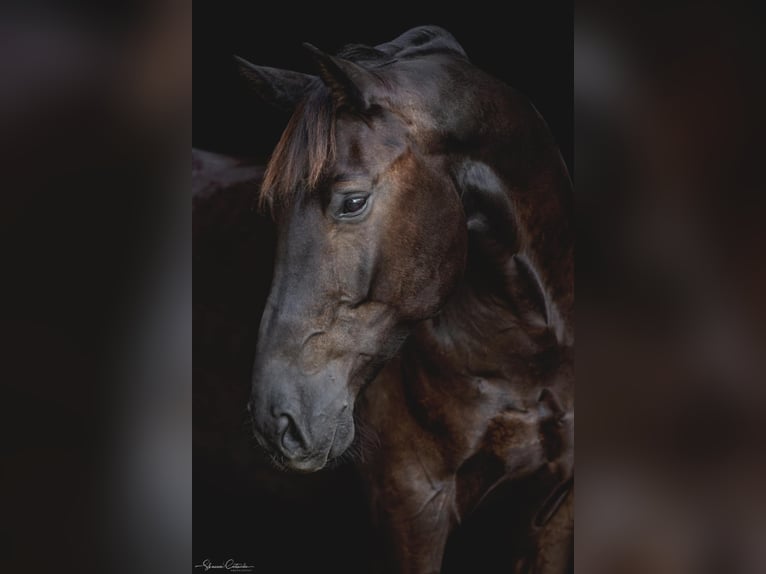 Oldenburgo Caballo castrado 5 años 168 cm Negro in Ocala FL