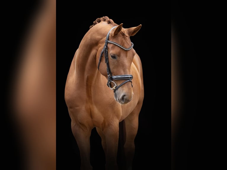 Oldenburgo Caballo castrado 5 años 169 cm Alazán-tostado in Kietz