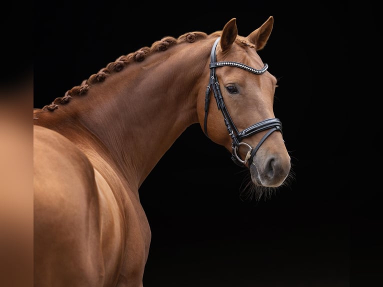 Oldenburgo Caballo castrado 5 años 169 cm Alazán-tostado in Kietz