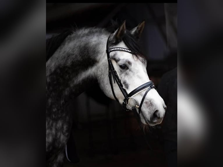 Oldenburgo Caballo castrado 5 años 169 cm Alazán-tostado in Kietz