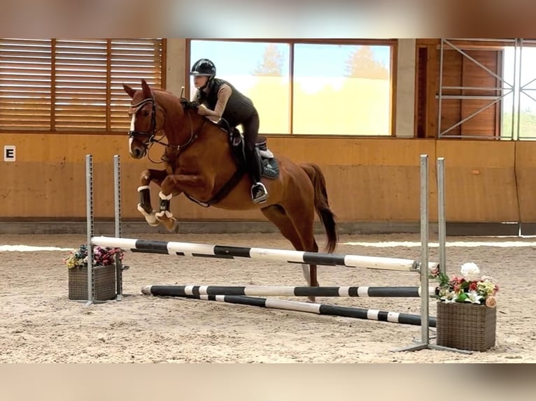 Oldenburgo Caballo castrado 5 años 169 cm Alazán-tostado in Prague