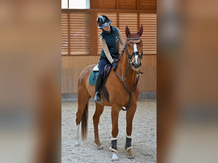 Oldenburgo Caballo castrado 5 años 169 cm Alazán-tostado in Prague