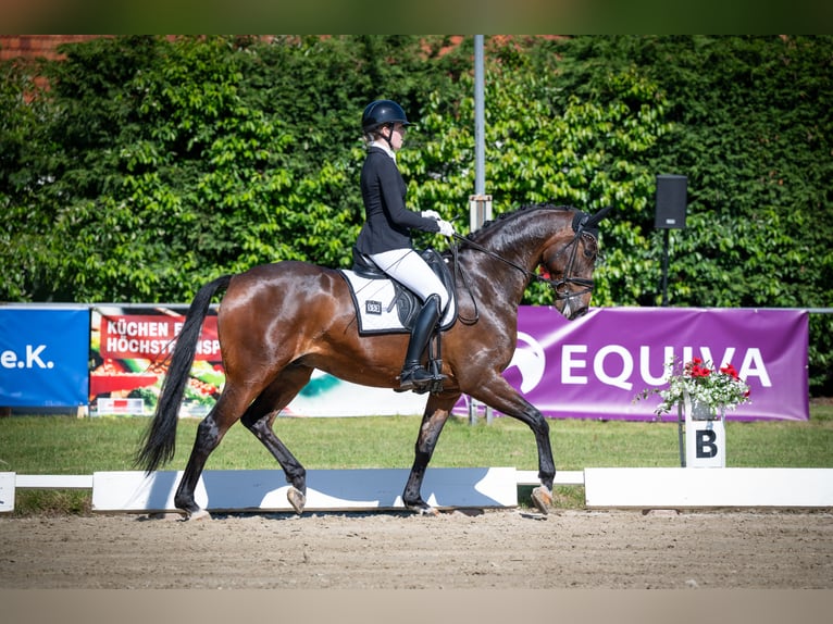 Oldenburgo Caballo castrado 5 años 169 cm Castaño in WesterkappelnWesterkappeln