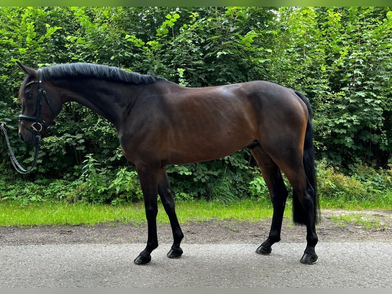 Oldenburgo Caballo castrado 5 años 169 cm Castaño oscuro in Daldorf