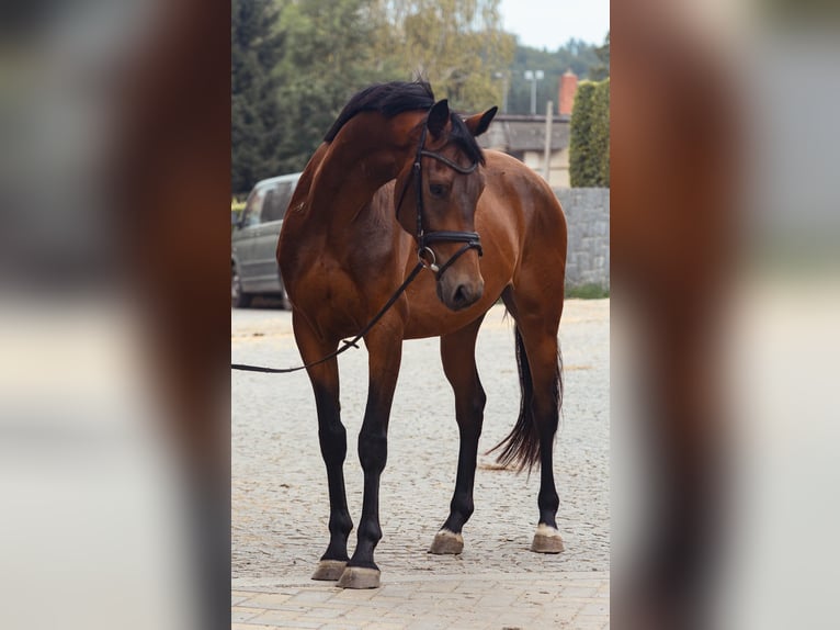 Oldenburgo Caballo castrado 5 años 169 cm Castaño rojizo in Tangern