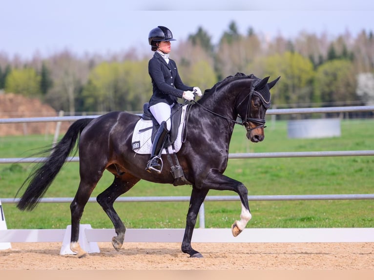 Oldenburgo Caballo castrado 5 años 169 cm Morcillo in Ettringen