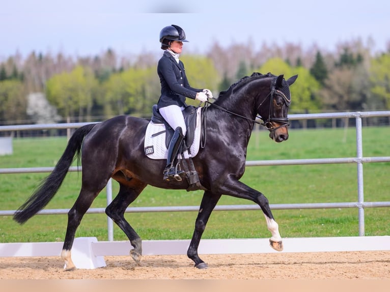 Oldenburgo Caballo castrado 5 años 169 cm Morcillo in Ettringen