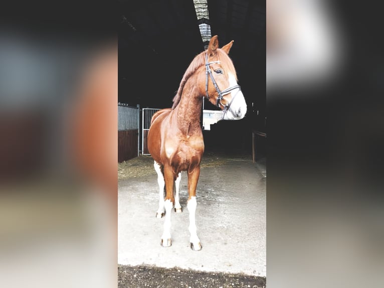 Oldenburgo Caballo castrado 5 años 170 cm Alazán in Rochau