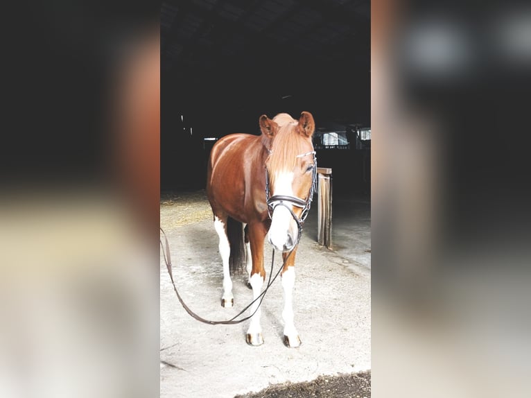 Oldenburgo Caballo castrado 5 años 170 cm Alazán in Rochau