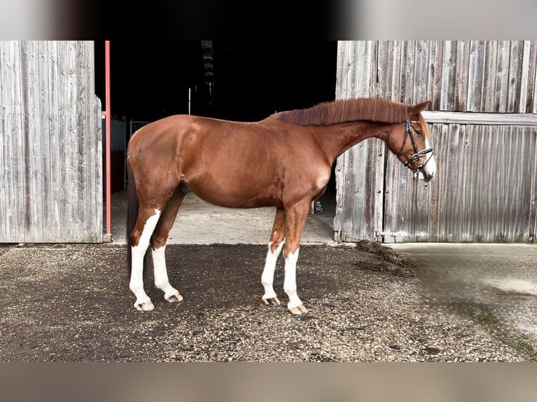 Oldenburgo Caballo castrado 5 años 170 cm Alazán in Rochau