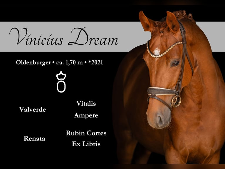 Oldenburgo Caballo castrado 5 años 170 cm Alazán in Wehringen