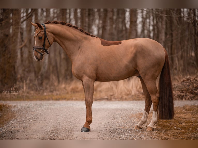 Oldenburgo Caballo castrado 5 años 170 cm Alazán in Wehringen