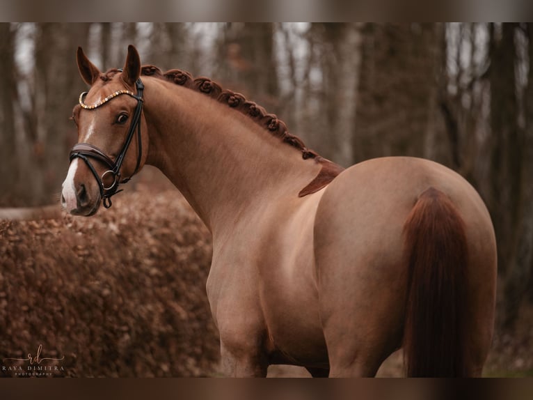 Oldenburgo Caballo castrado 5 años 170 cm Alazán in Wehringen