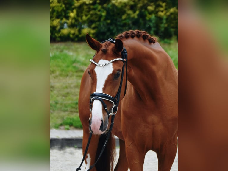 Oldenburgo Caballo castrado 5 años 170 cm Alazán in Fürstenau