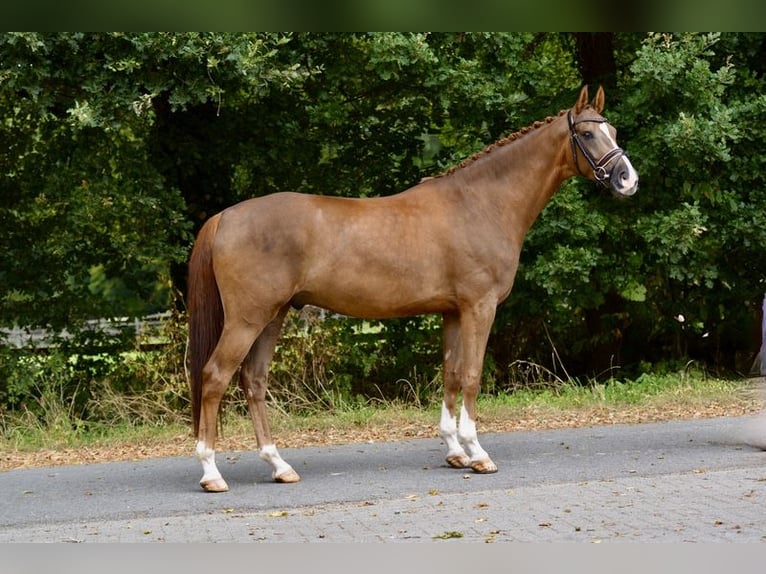 Oldenburgo Caballo castrado 5 años 170 cm Alazán in Visbek