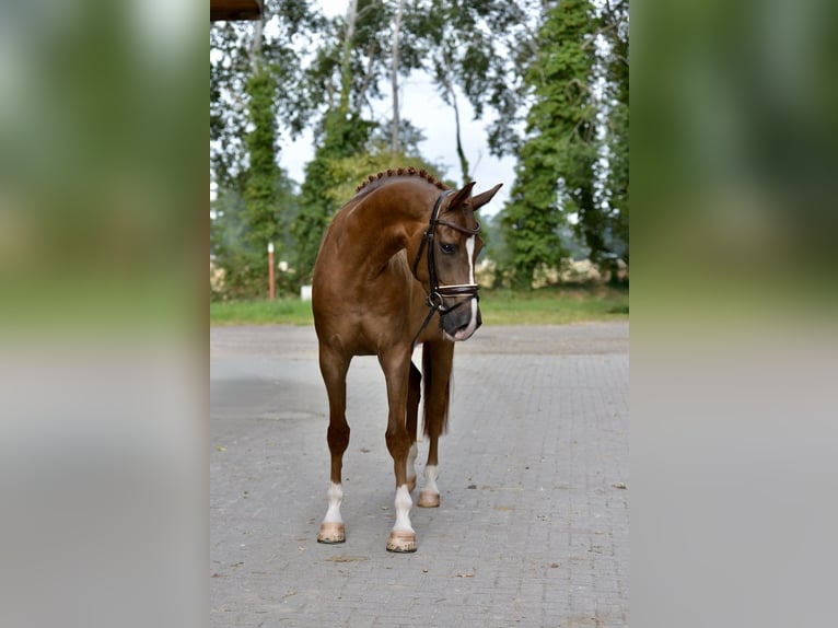 Oldenburgo Caballo castrado 5 años 170 cm Alazán in Visbek