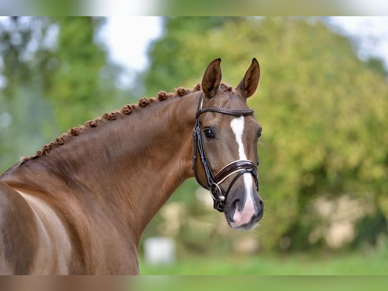 Oldenburgo Caballo castrado 5 años 170 cm Alazán in Visbek