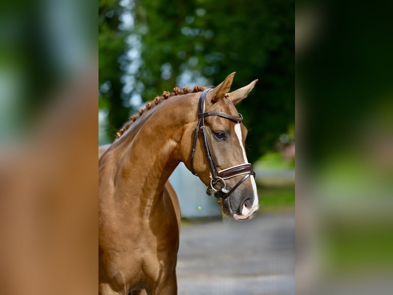 Oldenburgo Caballo castrado 5 años 170 cm Alazán in Visbek