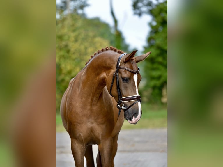 Oldenburgo Caballo castrado 5 años 170 cm Alazán in Visbek
