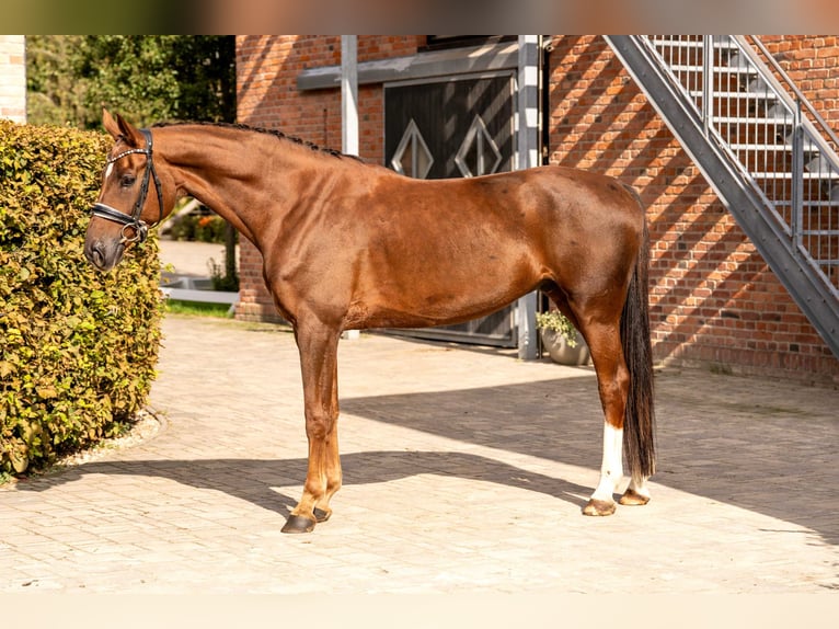 Oldenburgo Caballo castrado 5 años 170 cm Alazán-tostado in Berlin