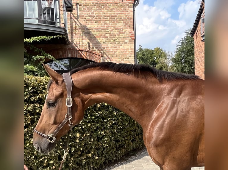 Oldenburgo Caballo castrado 5 años 170 cm Alazán-tostado in Berlin