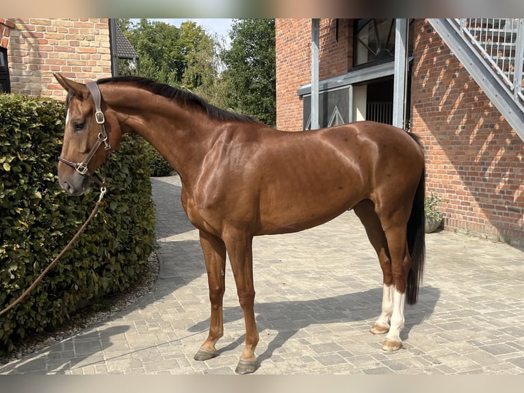 Oldenburgo Caballo castrado 5 años 170 cm Alazán-tostado in Berlin