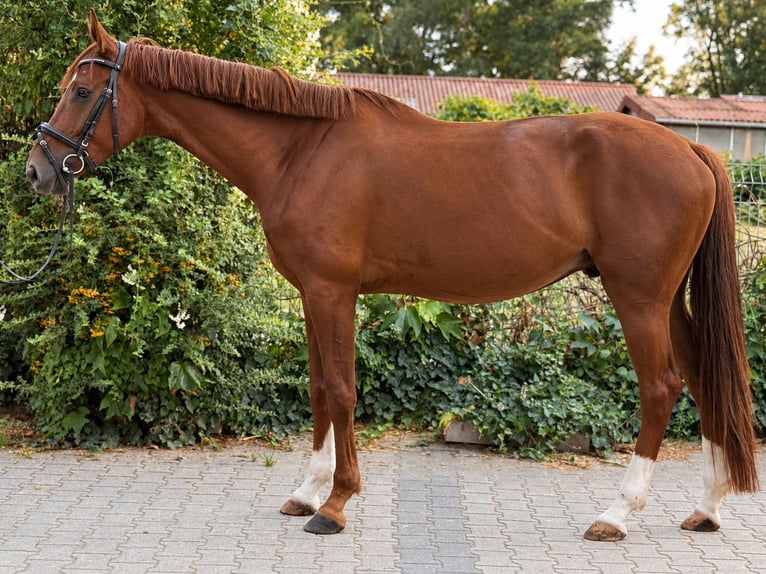 Oldenburgo Caballo castrado 5 años 170 cm Alazán-tostado in Viernheim