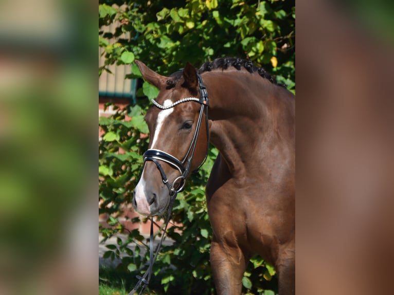 Oldenburgo Caballo castrado 5 años 170 cm Alazán-tostado in F&#xFC;rstenau