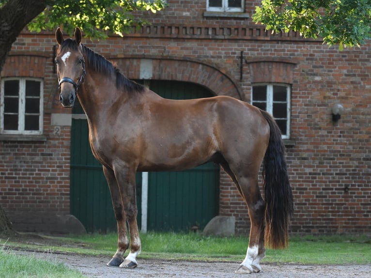 Oldenburgo Caballo castrado 5 años 170 cm Alazán-tostado in Großenkneten