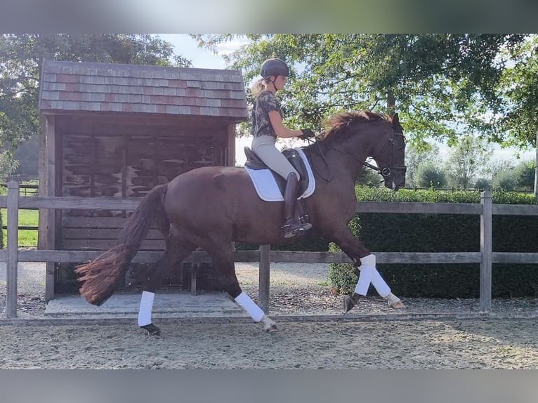 Oldenburgo Caballo castrado 5 años 170 cm Alazán-tostado in Zaffelare