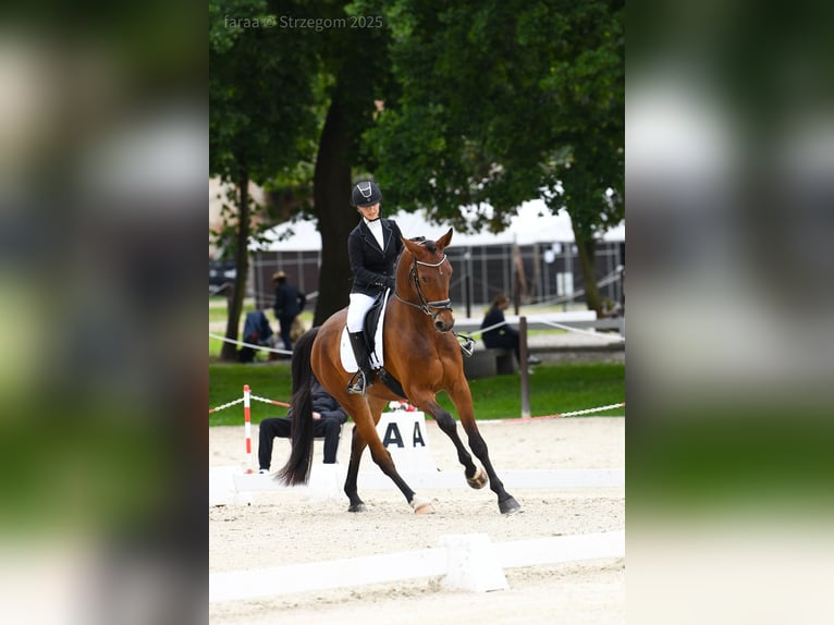 Oldenburgo Caballo castrado 5 años 170 cm Castaño in Pławna