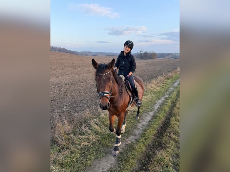 Oldenburgo Caballo castrado 5 años 170 cm Castaño in Pławna