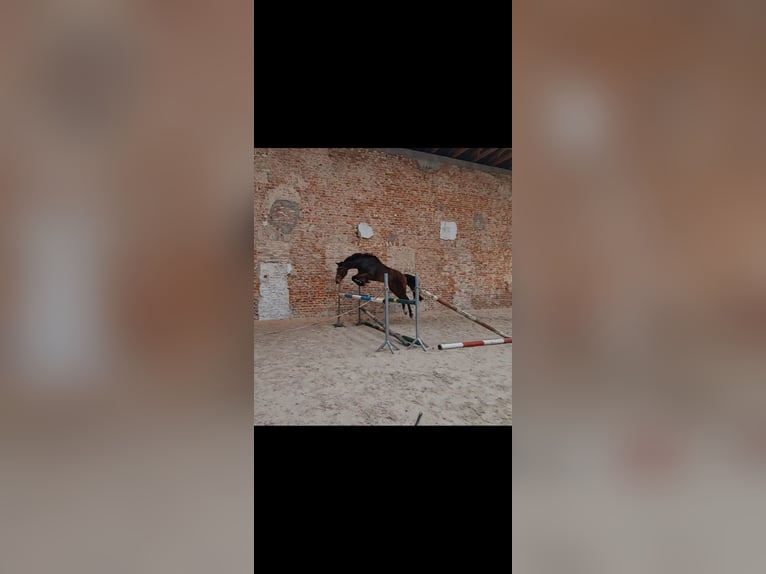 Oldenburgo Caballo castrado 5 años 170 cm Castaño in Pławna