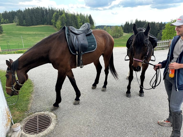 Oldenburgo Caballo castrado 5 años 170 cm Castaño in Vöcklabruck