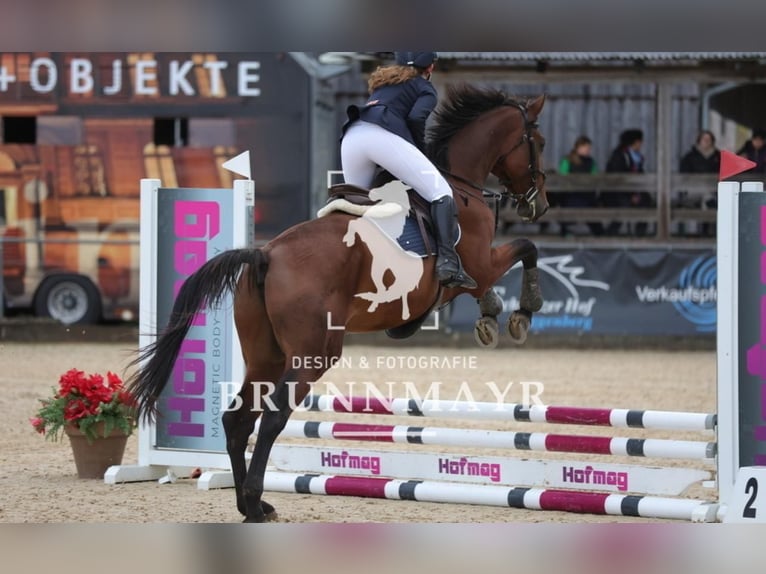 Oldenburgo Caballo castrado 5 años 170 cm Castaño in Vöcklabruck